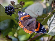 12th Sep 2017 - Red Admiral