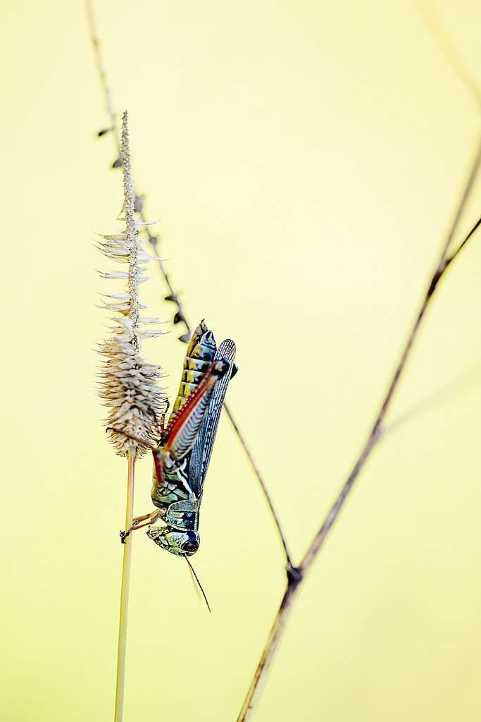 Upside down grasshopper! by fayefaye