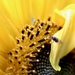 Sunflower by daffodill