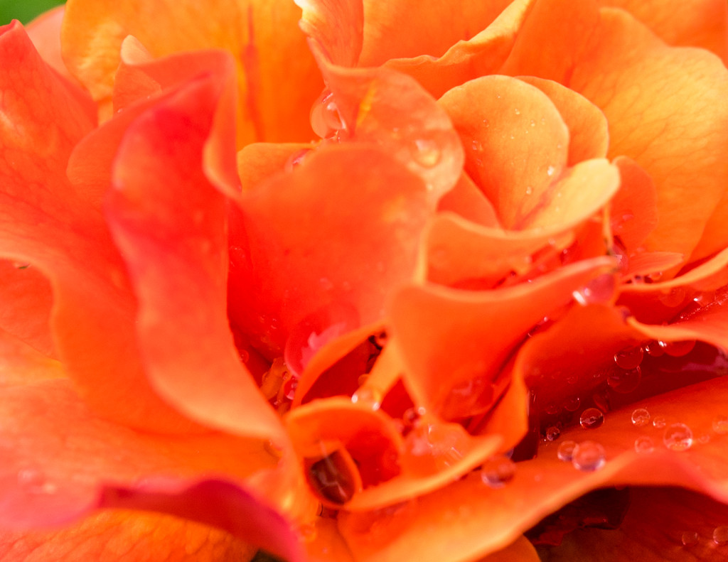 Orange Rose with Rain Drops by cdonohoue