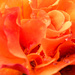 Orange Rose with Rain Drops by cdonohoue