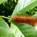 Buff Ermine caterpillar - Spilosoma luteum by julienne1