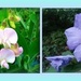hydrangea, lathyrus, hibiscus, achillea by gijsje