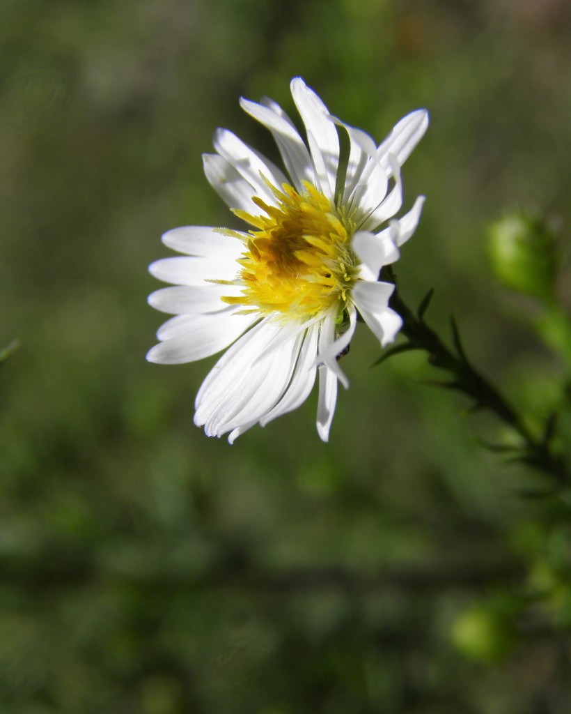 Native Aster by daisymiller