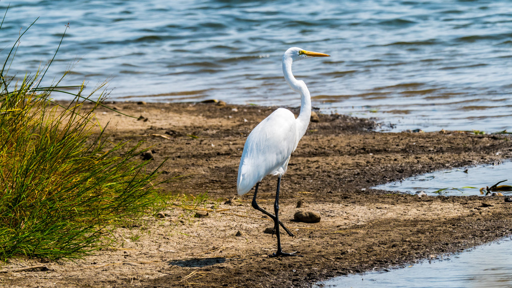 Great White Egret Wide by rminer