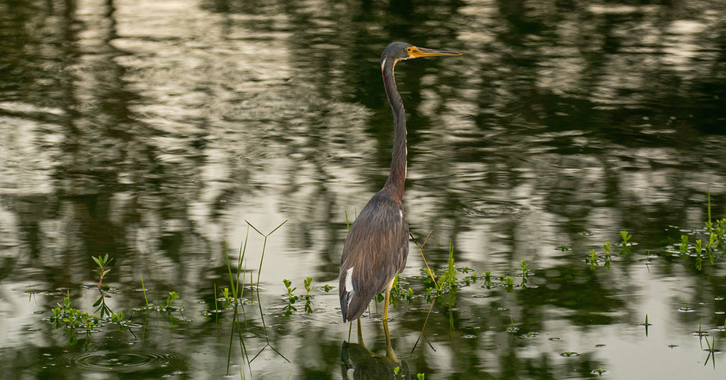Tricolored Heron Against the Reflections! by rickster549