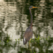 Tricolored Heron Against the Reflections! by rickster549