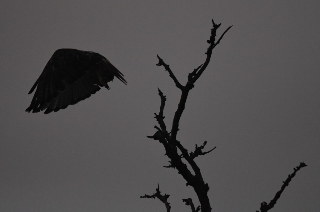 Hawk Takes Flight into Fog by kareenking