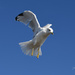~Seagull~ by crowfan