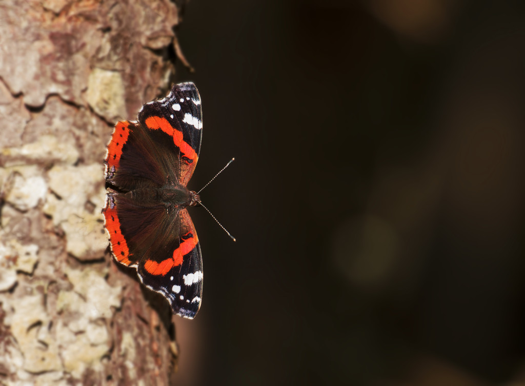 Red Admiral  by shepherdmanswife