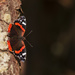 Red Admiral  by shepherdmanswife
