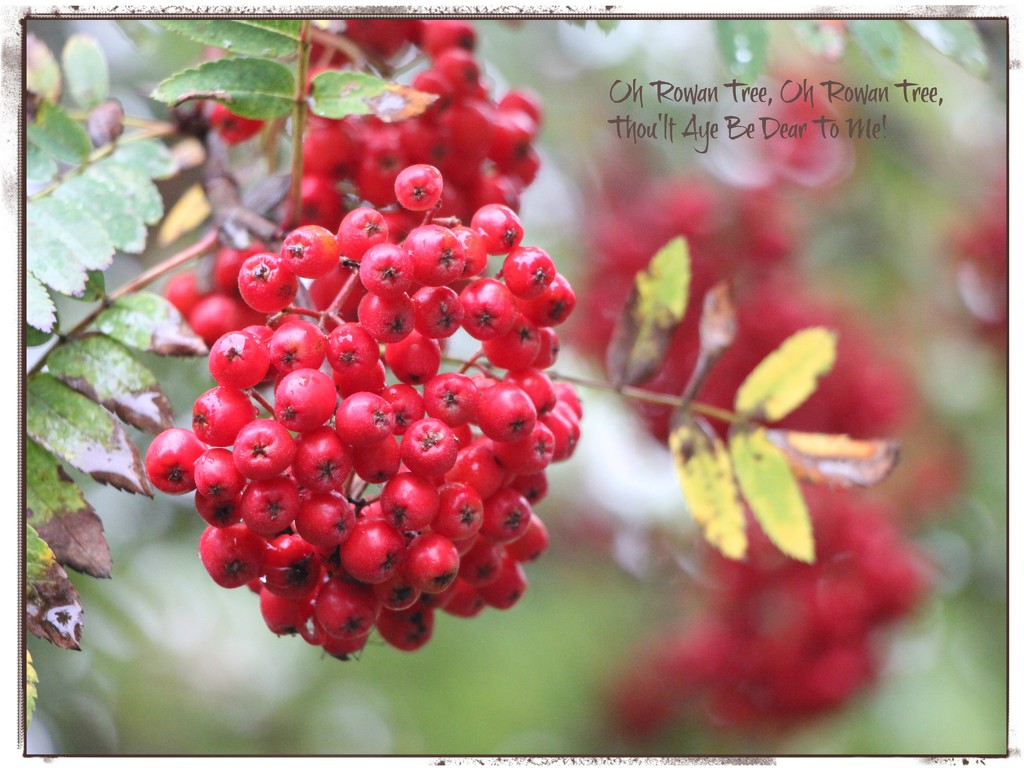 Berries Red and Bright! by jamibann