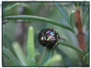 13th Sep 2017 - The Rosemary Beetle