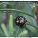 The Rosemary Beetle by jamibann