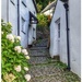 One of the quaint cobbled alleyways of Clovelly in Devon by lyndamcg
