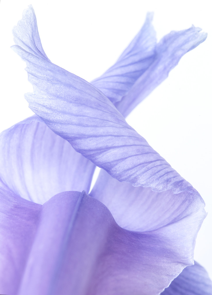 Floral II  by dulciknit