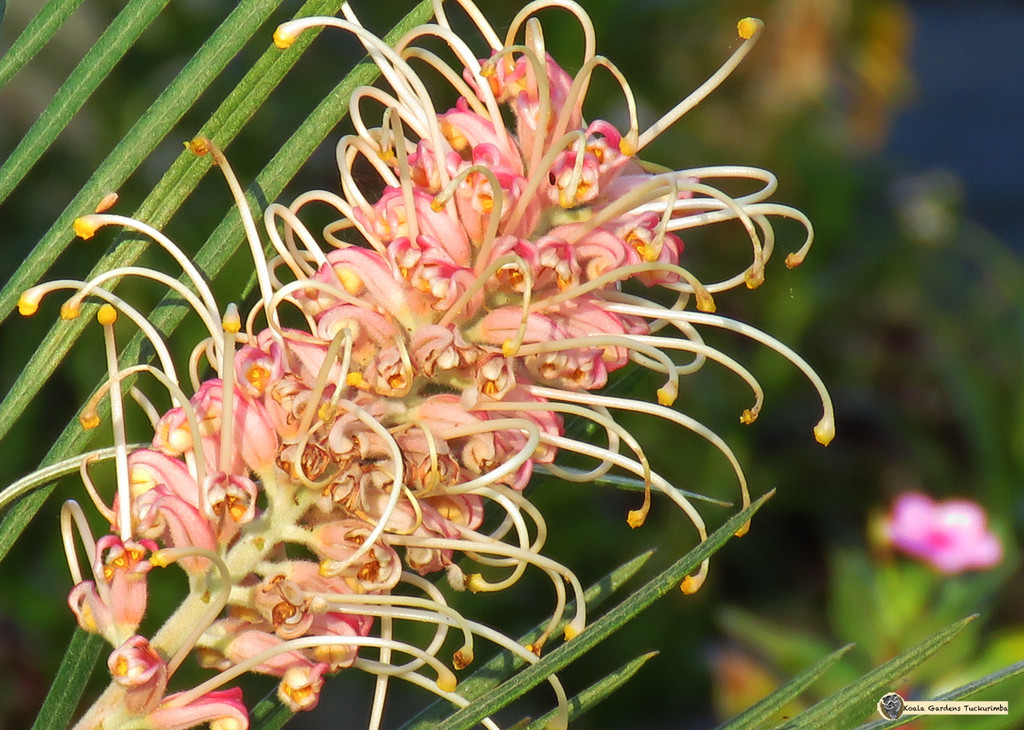 another new grevillea by koalagardens