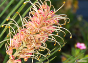 13th Sep 2017 - another new grevillea