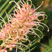 another new grevillea by koalagardens
