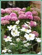 14th Sep 2017 - Hydrangea and Japanese Anemone .