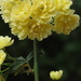Banksia Rose by cruiser