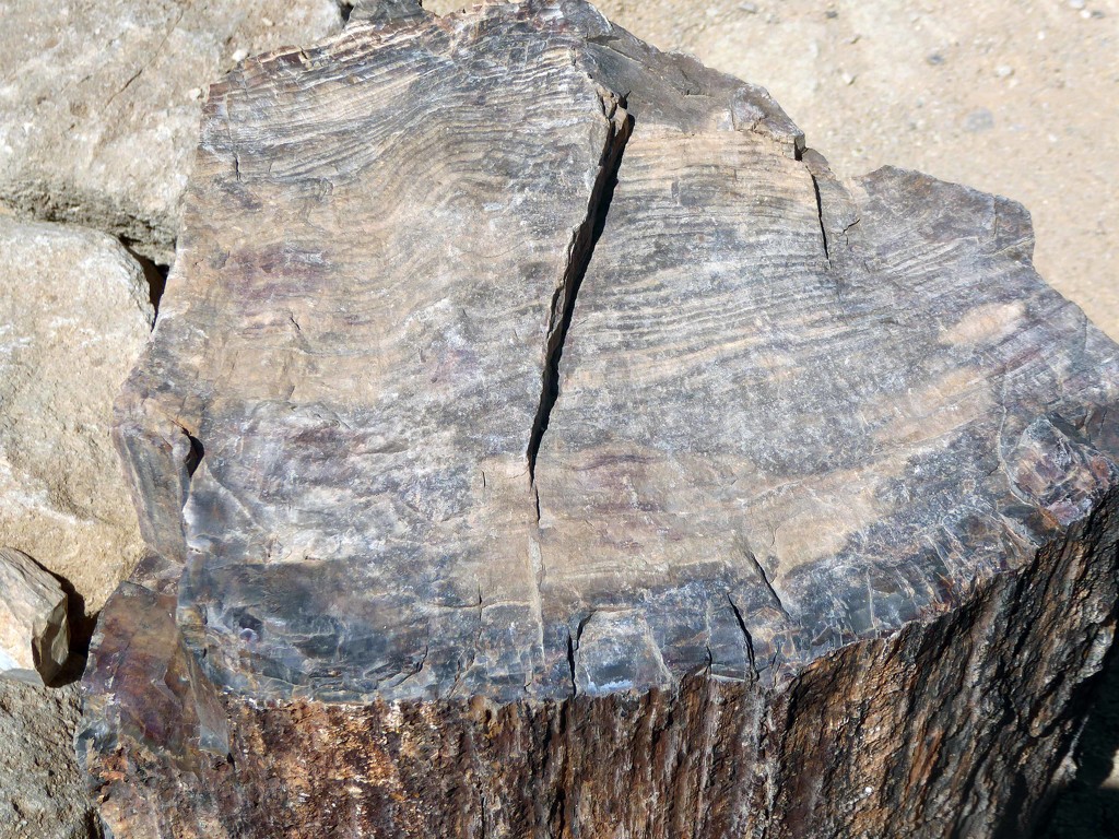 Petrified Wood by cmp