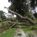 Irma Aftermath - Tree Down