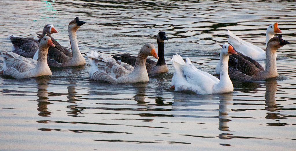 Duck, duck, goose by eudora