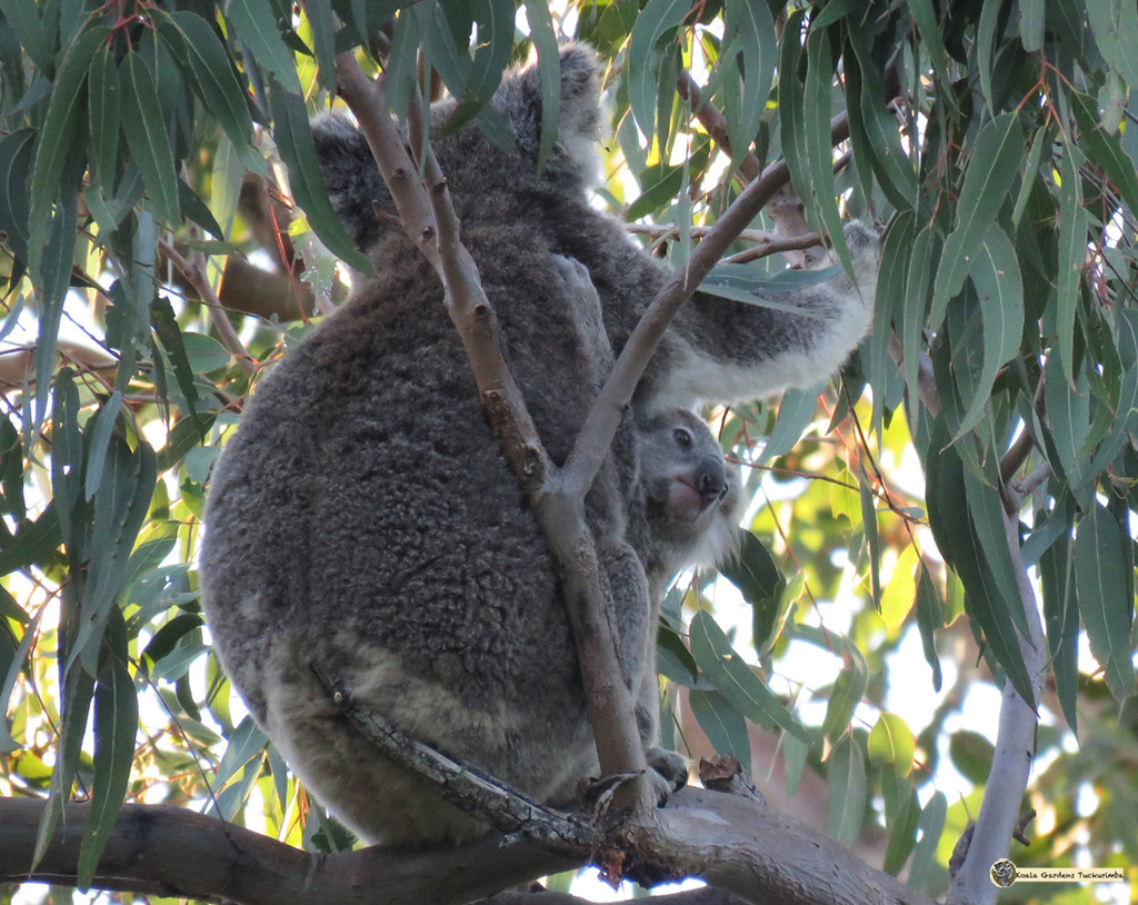 tag-along by koalagardens