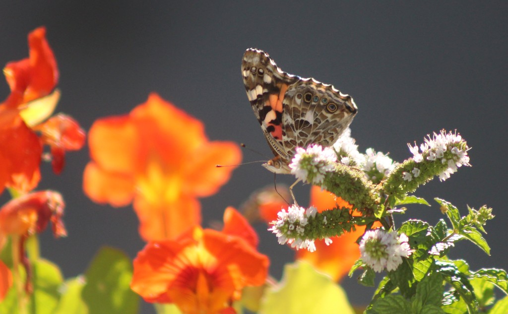 Autumn Painted Lady by paintdipper