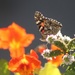Autumn Painted Lady by paintdipper