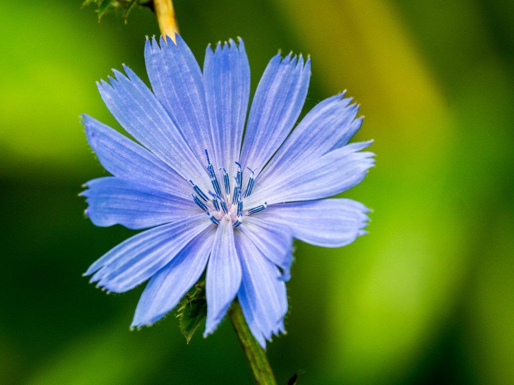 Chicory Landscape by rminer