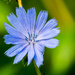 Chicory Landscape by rminer