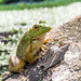 Frog Profile Square with leaf by rminer