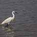 Little Egret by seacreature