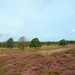 flowering heather by gijsje