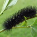 Wooly Bear Caterpillar by cjwhite
