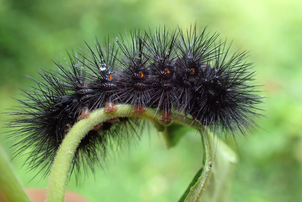 Tiny Caterpillar Feet by cjwhite