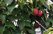 13th Sep 2017 - Dogwood Tree Berries