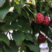 Dogwood Tree Berries by loweygrace