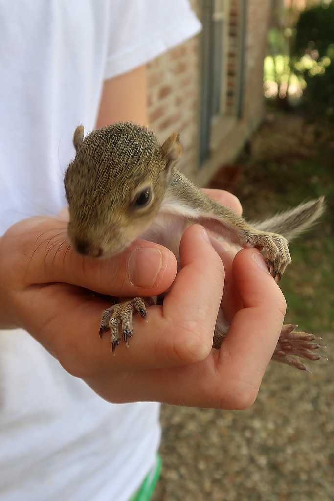 Baby Squirrel Harvey by ingrid01