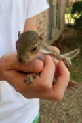 7th Sep 2017 - Baby Squirrel Harvey