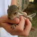 Baby Squirrel Harvey by ingrid01