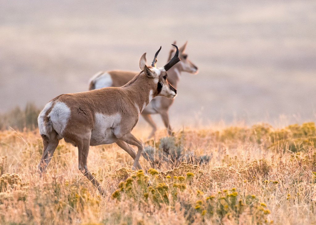 Pronghorn at Sunrise by dridsdale