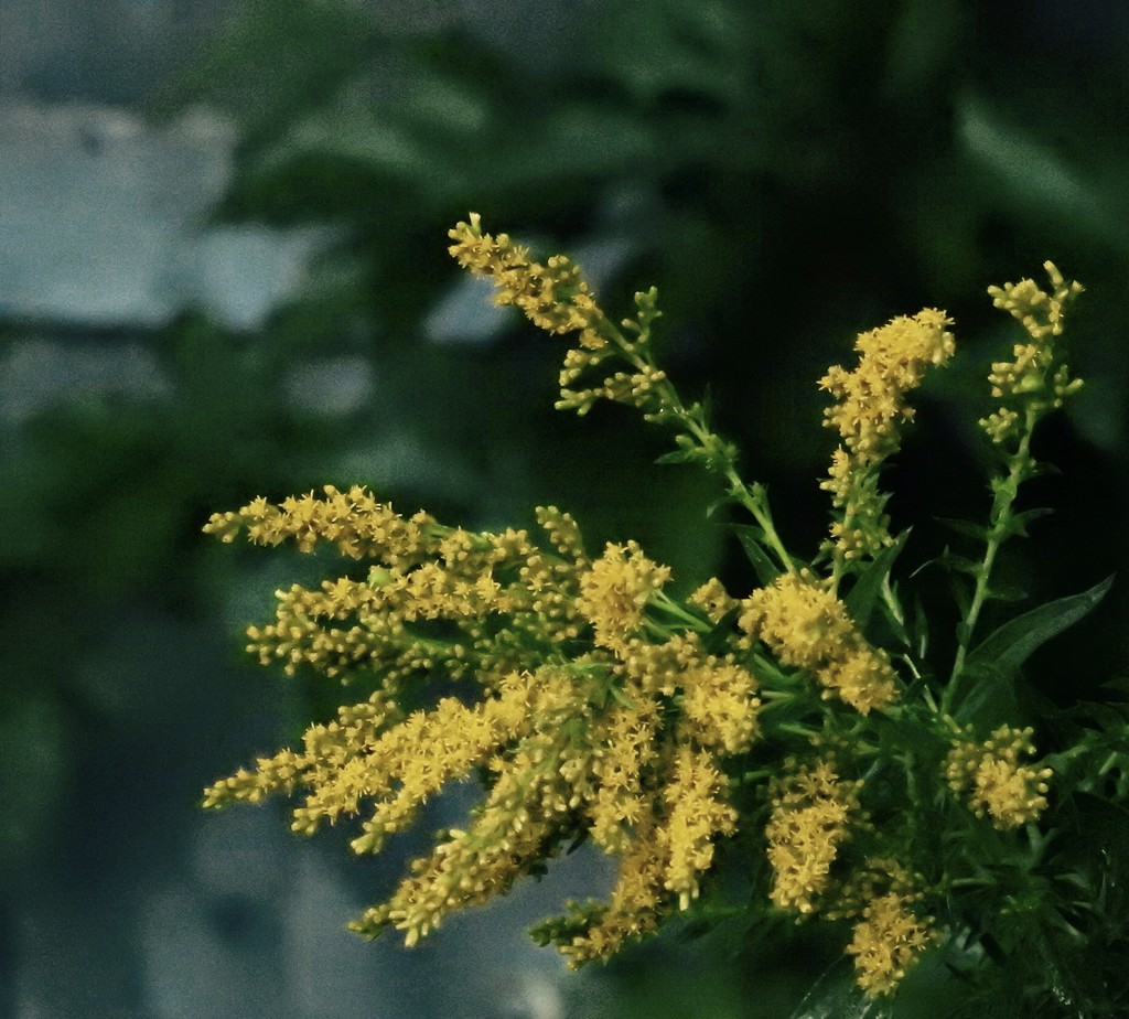 goldenrod by amyk