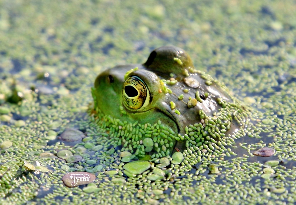 Eye of the Frog by lynnz