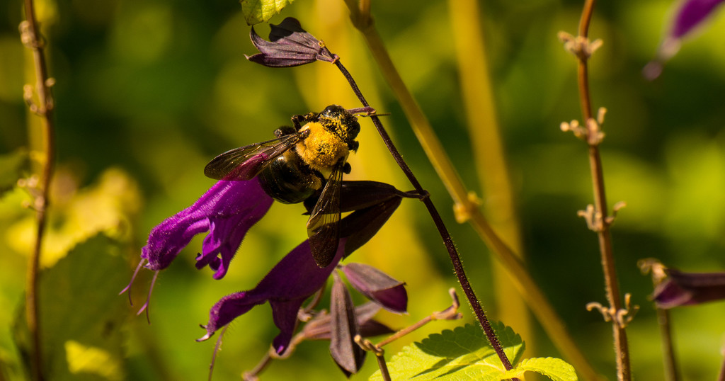 Pollen Covered Bee! by rickster549