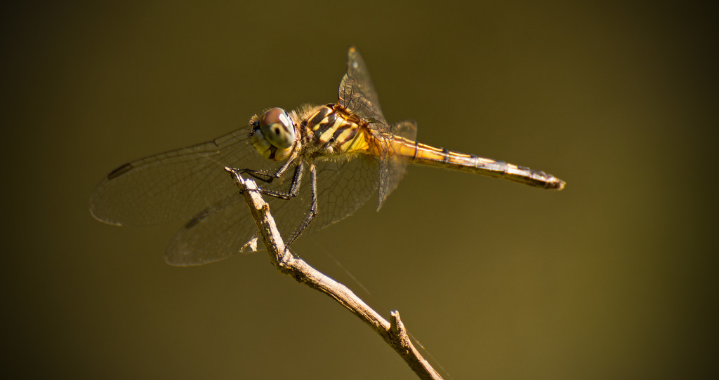 Dragonfly on a Stick! by rickster549