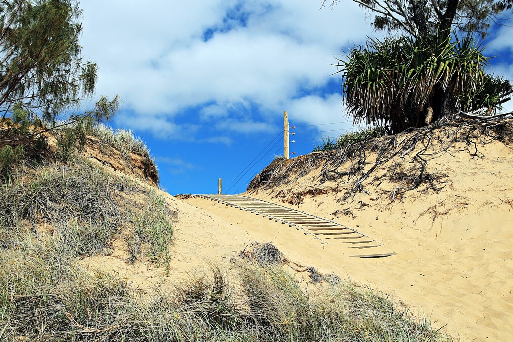 The sandy path by kiwinanna