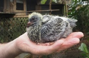 14th Sep 2017 - Our pigeon chicks are now 2 weeks old and much improved